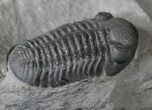 Very Inflated Eldredgeops Trilobite - New York #15913-2